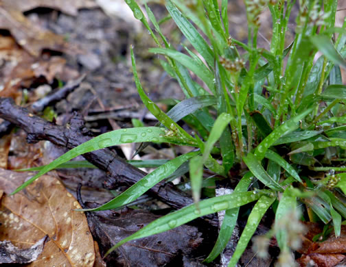 image of Luzula echinata, Hedgehog Woodrush, Spreading Woodrush