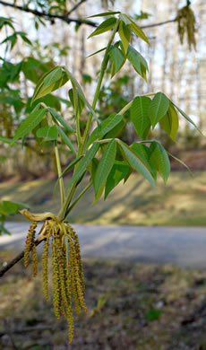 catkin