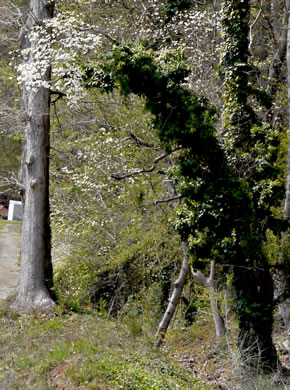 image of Benthamidia florida, Flowering Dogwood