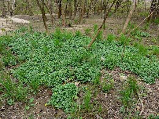 image of Ficaria verna ssp. verna, Fig Buttercup, Lesser Celandine, Pilewort