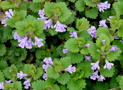 image of Glechoma hederacea, Ground Ivy, Gill-over-the-ground, Creeping Charlie