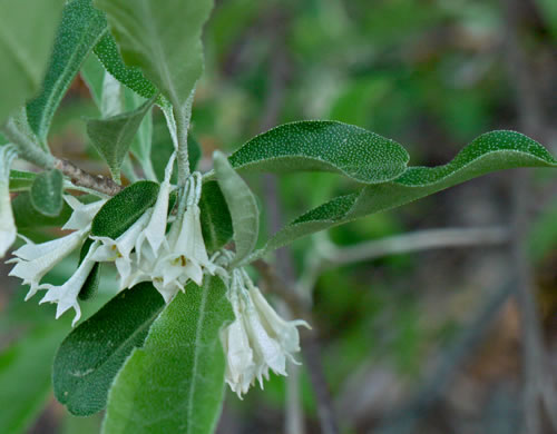 image of Elaeagnus umbellata, Autumn-olive, Spring Silverberry, Oriental Silverleaf