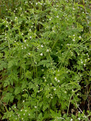 Chaerophyllum tainturieri, Southern Chervil, Wild Chervil, Hairyfruit Chervil