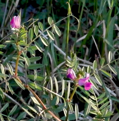 image of Vicia sativa ssp. nigra, Narrowleaf Vetch, Garden Vetch