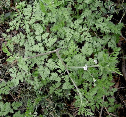 image of Chaerophyllum tainturieri, Southern Chervil, Wild Chervil, Hairyfruit Chervil