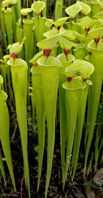 Sarracenia flava, Yellow Pitcherplant, Yellow Trumpet, Trumpets