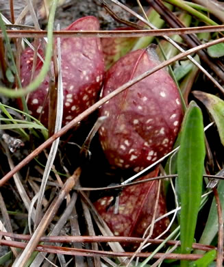 Sarracenia psittacina, Parrot Pitcherplant