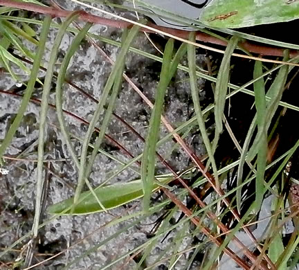 image of Asclepias michauxii, Michaux's Milkweed