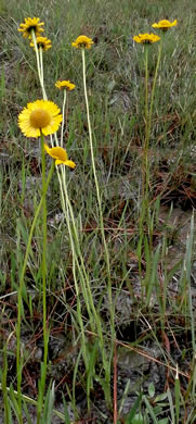 image of Helenium vernale, Savannah Sneezeweed, Spring Helenium