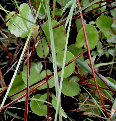 image of Centella erecta, Centella, Erect Coinleaf, False Pennywort