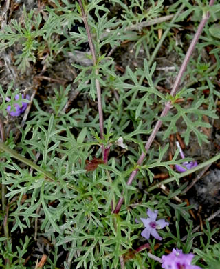 image of Glandularia aristigera, Moss Vervain, South American Vervain, Moss Verbena