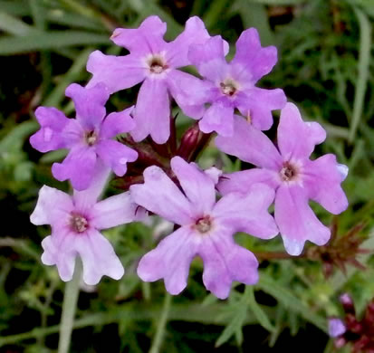 image of Glandularia aristigera, Moss Vervain, South American Vervain, Moss Verbena