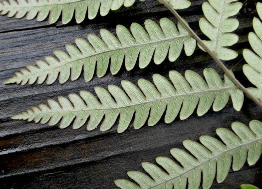 image of Anchistea virginica, Virginia Chain-fern