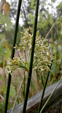 image of Juncus effusus ssp. solutus, Soft Rush, Common Rush