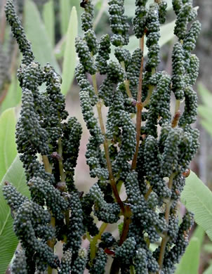 image of Osmunda spectabilis, American Royal Fern