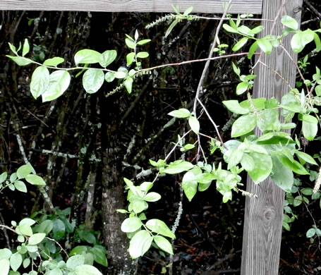 image of Eubotrys racemosus, Coastal Fetterbush, Swamp Sweetbells, Swamp Leucothoe, Swamp Fetterbush