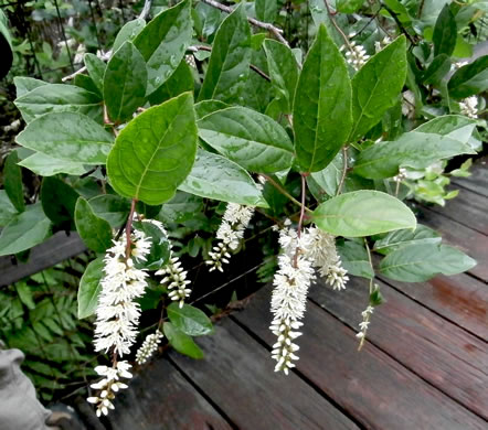 image of Itea virginica, Virginia Sweetspire, Virginia-willow