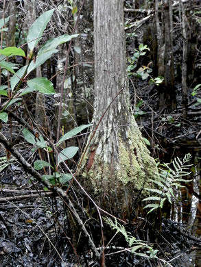 image of Taxodium ascendens, Pond Cypress