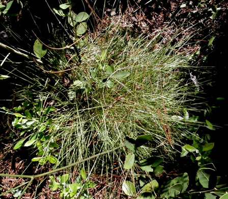 image of Sporobolus curtissii, Curtiss's Dropseed