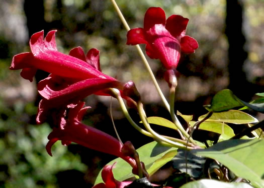 image of Bignonia capreolata, Crossvine