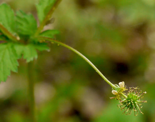 Geum vernum, Spring Avens, Heartleaf Avens