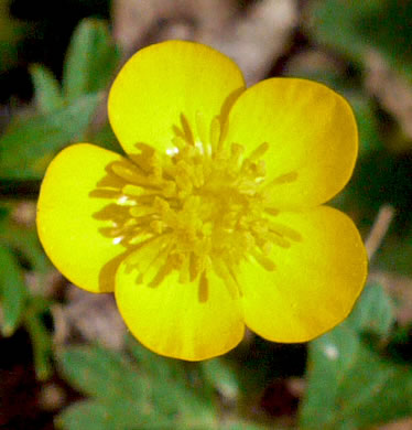 image of Ranunculus bulbosus, Bulbous Buttercup