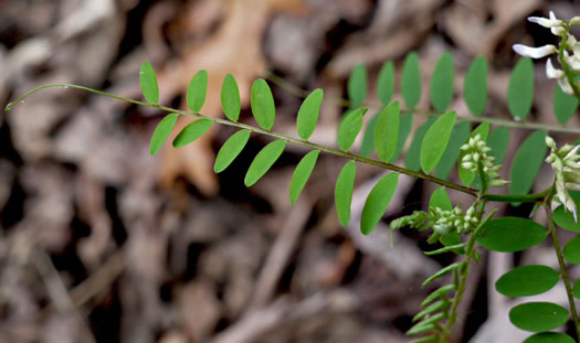 image of Vicia caroliniana, Carolina Vetch, Wood Vetch, Pale Vetch