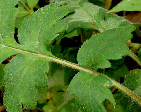 image of Hydrophyllum macrophyllum, Hairy Waterleaf, Largeleaf Waterleaf