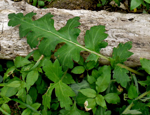 image of Hydrophyllum macrophyllum, Hairy Waterleaf, Largeleaf Waterleaf