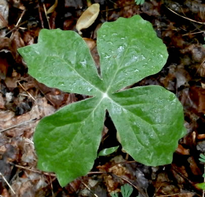 image of Podophyllum peltatum, May-apple, American Mandrake