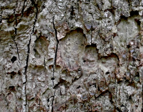 image of Liriodendron tulipifera var. tulipifera, Tulip-tree, Yellow Poplar, Whitewood