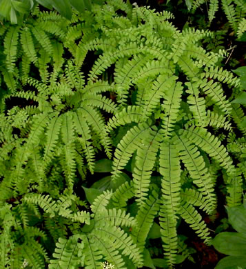 image of Adiantum pedatum, Northern Maidenhair Fern