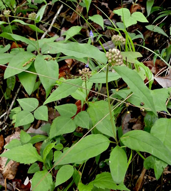 image of Asclepias quadrifolia, Fourleaf Milkweed