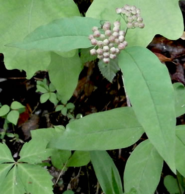 image of Asclepias quadrifolia, Fourleaf Milkweed