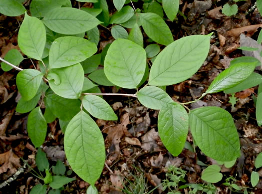 Stewartia ovata, Mountain Camellia, Mountain Stewartia