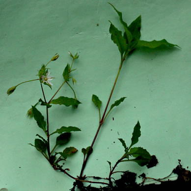 image of Stellaria pubera, Star Chickweed, Giant Chickweed, Great Chickweed, Common Starwort