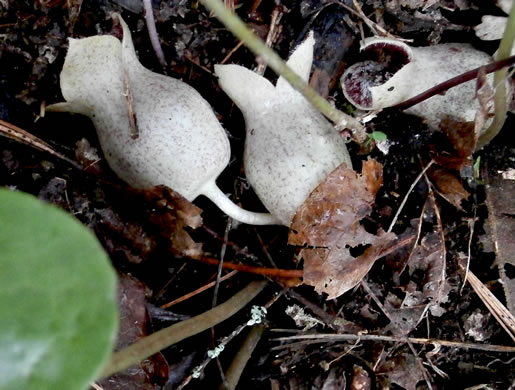 image of Hexastylis shuttleworthii, Large-flower Heartleaf, Wild Ginger