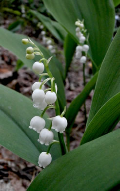 image of Convallaria pseudomajalis, American Lily-of-the-valley