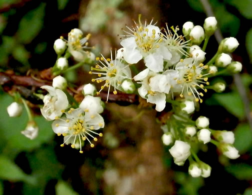 image of Prunus pensylvanica, Fire Cherry, Pin Cherry