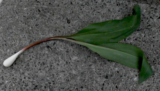 image of Allium tricoccum, Red Ramps, Rampscallions, Wild Leek