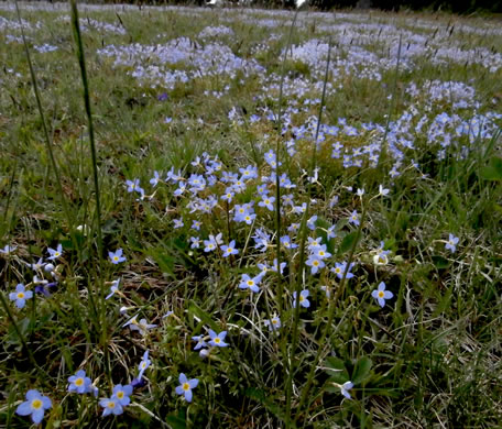 image of Houstonia serpyllifolia, Thymeleaf Bluet, Appalachian Bluet, Prostrate Bluet, Marsh Bluet