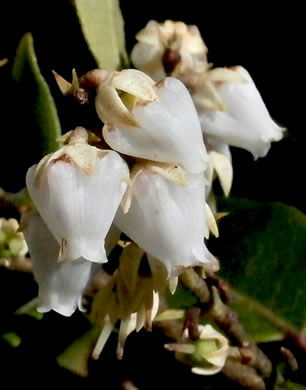 image of Pieris floribunda, Evergreen Mountain Fetterbush, Mountain Andromeda