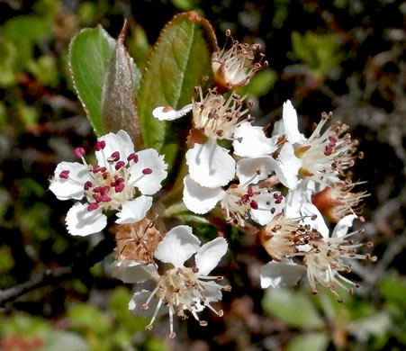 image of Aronia arbutifolia, Red Chokeberry