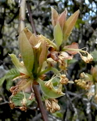 image of Sassafras albidum, Sassafras