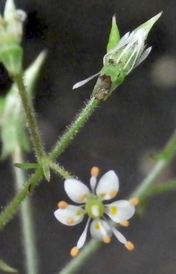 image of Micranthes micranthidifolia, Brook Lettuce, Mountain Lettuce, Branch Lettuce, Lettuceleaf Saxifrage