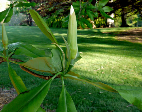 image of Magnolia tripetala, Umbrella Magnolia, Umbrella-tree