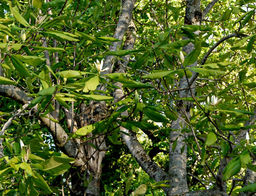 image of Magnolia tripetala, Umbrella Magnolia, Umbrella-tree