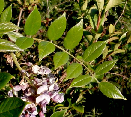 Wisteria frutescens var. frutescens, American Wisteria, Swamp Wisteria, Atlantic Wisteria