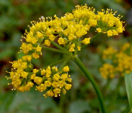 image of Thaspium barbinode, Hairy-jointed Meadow-parsnip