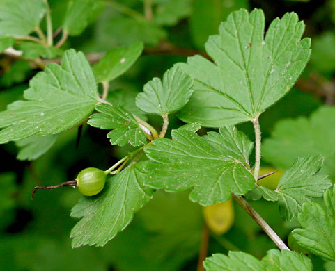 image of Ribes rotundifolium, Roundleaf Gooseberry, Appalachian Gooseberry